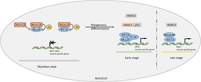 Role of Histone Deacetylases in Skeletal Muscle Physiology and Systemic Energy Homeostasis: Implications for Metabolic Diseases and Therapy